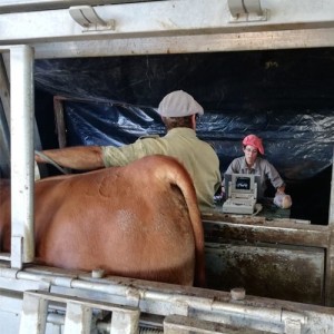 Ultrasonografía para la determinación de características de calidad de carcaza en animales vivos