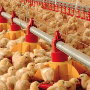 Tercera Jornada Avícola Sobre Nutrición y Sanidad en Luján