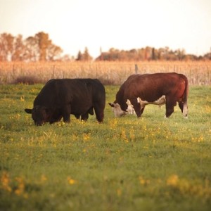 La sostenibilidad y la calidad ambiental de la carne bovina