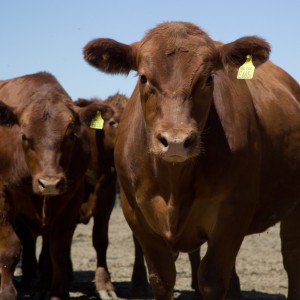 La Trazabilidad, una herramienta necesaria para la correcta gestión de crisis alimentaria