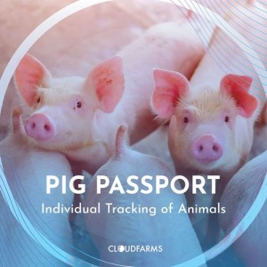 BASF lanza una aplicación para el análisis de datos de producción de cada cerdo en tiempo real