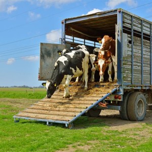 Abren inscripción al curso online Bienestar en el transporte de animales de producción
