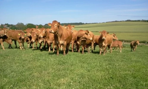 LIMOUSIN EXHIBIRÁ SU SUPREMACÍA CARNICERA Y CUALIDADES COMO RAZA CRUZANTE EN EXPOAGRO