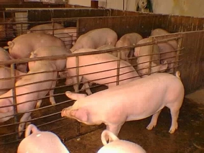 CRECE EL CONSUMO DE CARNE DE CERDO ENTRE LOS ARGENTINOS