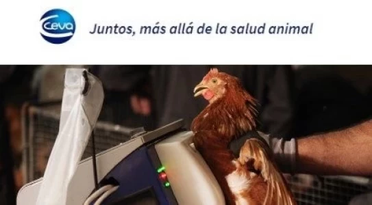 C.H.I.C.K. PROGRAM: “DEL POLLITO VACUNADO AL POLLITO PROTEGIDO”