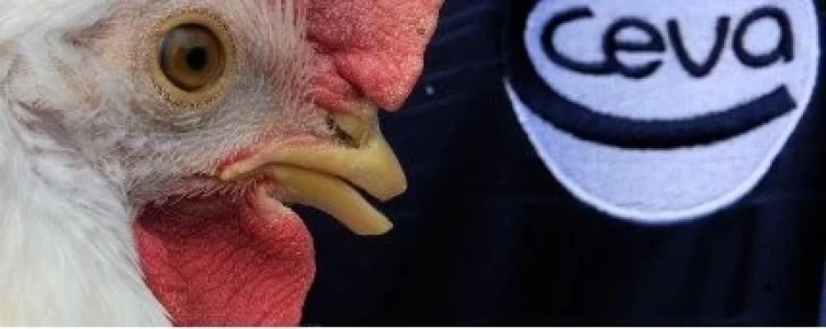 CEVA C® IBIRD: PARA LA INMUNIZACIÓN ACTIVA DE POLLOS CONTRA LA BRONQUITIS INFECCIOSA
