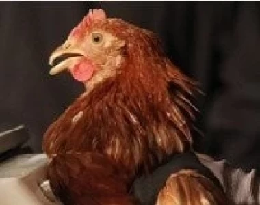 EQUIPOS DE VACUNACIÓN DE CEVA SALUD ANIMAL