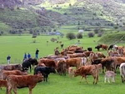SE LANZÓ UNA ORGANIZACIÓN GLOBAL POR LA CARNE VACUNA SOSTENTIBLE 