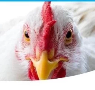 CEVA ARGENTINA: MUNDO AVICOLA