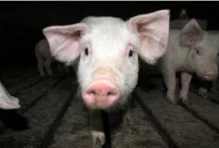 COYUNTURA: RADIOGRAFÍA DE ALGUNOS TEMORES QUE NO PARALIZAN AL CERDO ARGENTINO