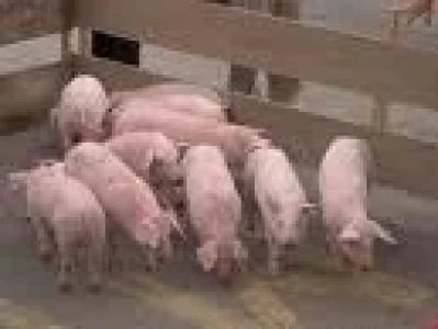ARGENTINA: SE PUEDE DUPLICAR LA PRODUCCION PORCINA EN EL TERMINO DE UN AÑO