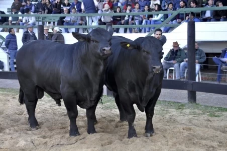 COMENZARON HOY A  OPERAR LOS CONTRATOS FUTUROS DE CARNE