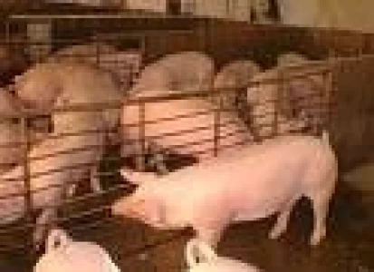 ARGENTINA: SE ANUNCIO ACUERDO PARA IMPULSAR A LA INDUSTRIA PORCINA