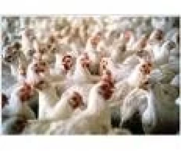 ESPAÑA: PRODUCTORES AVICOLAS REFUERZAN LA CALIDAD