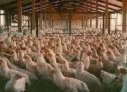 ARGENTINA: POLLEROS EVALUAN LA POSIBILIDAD DE CONSTRUIR UNA PLANTA COMUN PARA EL MERCADO MUSULMAN