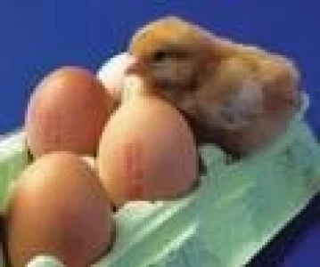 COLOMBIA: AVICULTORES PREOCUPADOS POR CIERRE DEL MERCADO EN LO QUE RESTA DE 2009