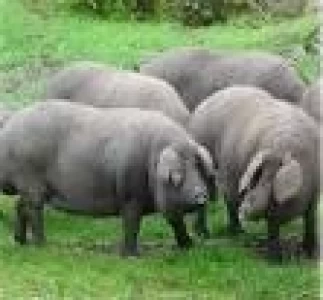 ESPAÑA: FABRICAN AMINOACIDOS PARA LA INDUSTRIA A PARTIR DE PELO DE CERDO