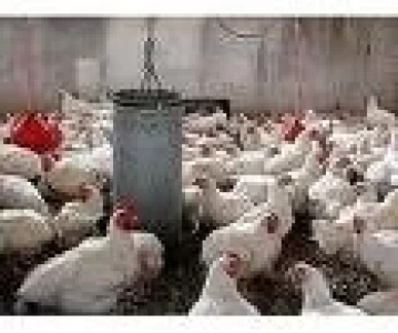PRODUCCION AVICOLA VENEZOLANA ABASTECE AL PAIS, DICEN PRODUCTORES