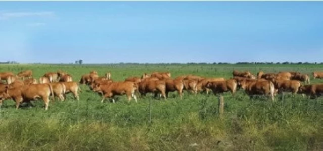 LIMOUSIN: UNA OPCIÓN DE PESO PARA EXPORTAR NOVILLO