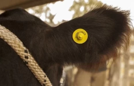 ARGENTINA: NUEVO SISTEMA DE IDENTIFICACIÓN DEL GANADO