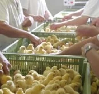 TYSON ADQUIERE TRES COMPAÑIAS AVICOLAS EN BRASIL