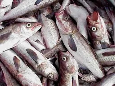 EXPOPESCA: EL LUGAR IDEAL PARA EL DEBATE DEL SECTOR