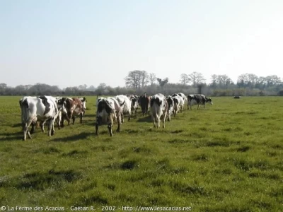 INTEGRACION DE LA CADENA DE VALOR DE LA CARNE BOVINA: MERCADO Y OPORTUNIDADES