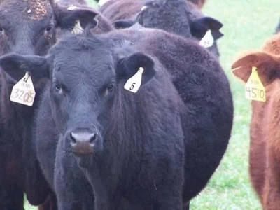 ARGENTINA: LA FAENA VACUNA BAJO CASI UN 10 POR CIENTO EN SOLO UN AÑO