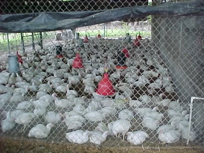 BRASIL: EXPORTACION DE POLLOS SUPERO LOS 2.700 MILLONES DE DOLARES