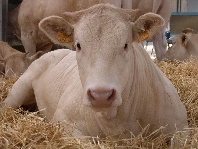 1ª JORNADAS DE BIENESTAR ANIMAL, SALUD Y PRODUCCIÓN PORCINA HISPANO ARGENTINA