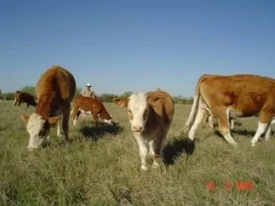 CHILE: AUMENTO DE LA IMPORTACION BOVINA