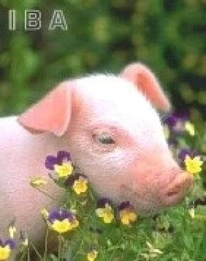 JORNADAS DE BIENESTAR ANIMAL, SALUD Y PRODUCCION PORCINA