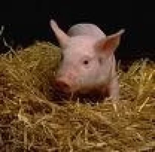 ARGENTINA: PLAN PARA ESTIMULAR LA PRODUCCION PORCINA