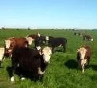 GANADERIA EN EXPOAGRO : COMO AGREGARLE VALOR A LOS GRANOS