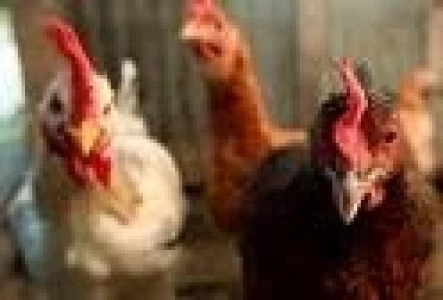 PERU: EJERCICIO DE PREVENCION DE GRIPE AVIAR