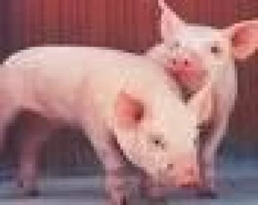 ARGENTINA: SE INVERTIRÁ U$S 500 MILLONES PARA ABRIR UN CRIADERO DE CERDOS