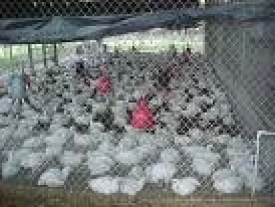 INICIAN COMPRA DE UN MILLON DE POLLOS