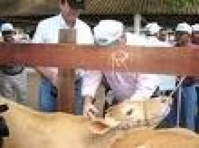 PARAGUAY: INICIO PRIMER PERIODO DE VACUNACION NACIONAL CONTRA LA AFTOSA DEL 2008