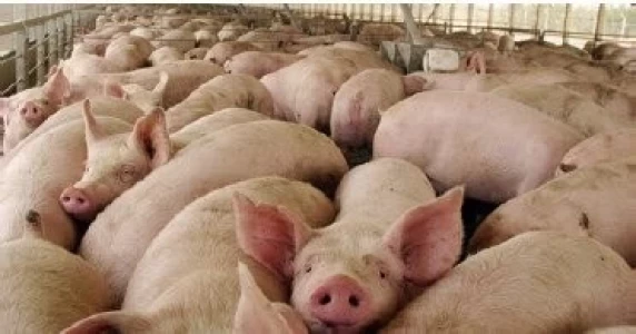 ARGENTINA: LA CADENA PORCINA ALCANZA VOLÚMENES RÉCORD DE FAENA Y PRODUCCIÓN