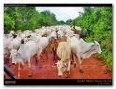 BRASIL: IMPLEMENTARÁN UN SISTEMA DE RASTREO DE BOVINOS