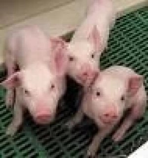 ARGENTINA: FUERTE INVERSION EN FRIGORIFICO PORCINO
