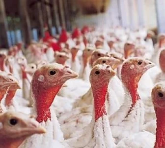 EL CONSUMO DE POLLO CRECERÁ 1,5 KG POR HABITANTE EN 2008