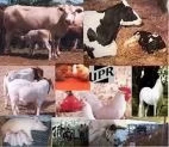 CURSO DE BIENESTAR ANIMAL:ORGANIZADO POR CEBASEV