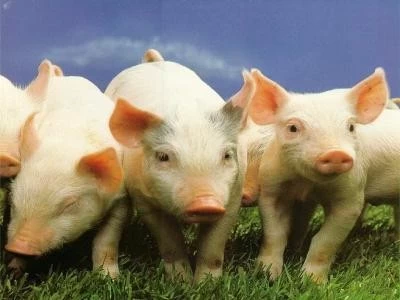 LA CARNE PORCINA ATRAVIESA UN BOOM DE VENTAS