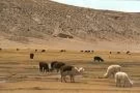 BOLIVIA: MUNICIPIO DE TURCO EXPORTARA CARNE DE LLAMA A SUIZA