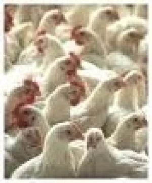 ARGENTINA: EXPORTACIONES DE POLLOS DUPLICARON LOS INGRESOS EN RELACION AL 2006