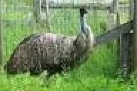 EMU: PRODUCTOS CON VALOR AGREGADO
