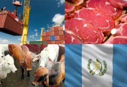 GANADEROS GUATEMALTECOS DEMANDAN LEY PARA MEJORAR EXPORTACIONES