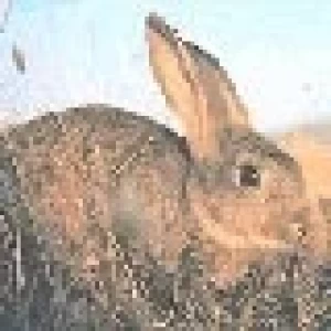 ASPECTOS SANITARIOS EN LA PRODUCCION DE CONEJOS