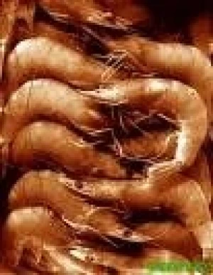 SE ABRIO LA PESCA DEL LANGOSTINO EN AGUAS NACIONALES